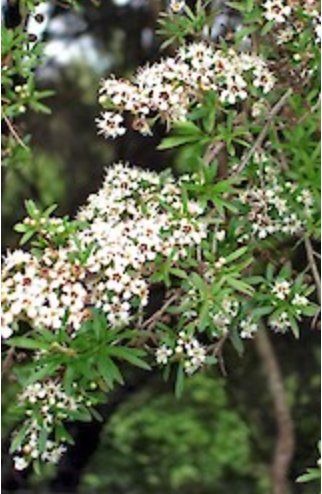 Kunzea robusta syn. ericoides - kanuka
