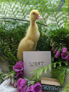 Sweet yellow duckling posing with Wellington Bird Rehabilitation Trust logo on paper along with some purple flowers and plants in the background.