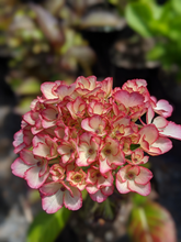 Load image into Gallery viewer, Hydrangea