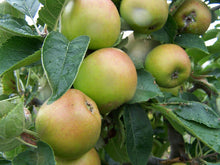 Load image into Gallery viewer, Apple &#39;Claygate Pearmain&#39;