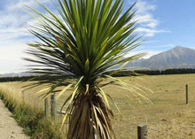 Load image into Gallery viewer, Cordyline australis - cabbage tree
