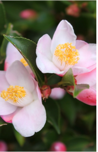 Camellia - Mixed varieties