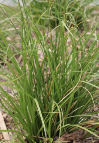 Carex virgata