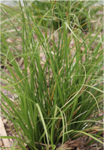 Carex virgata