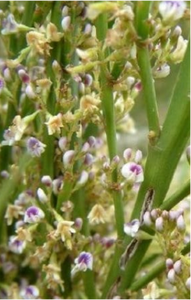 Carmichealia australis - NZ broom