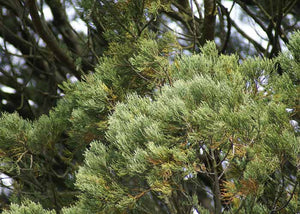 Dacrycarpus dacrydioides - Kahikatea