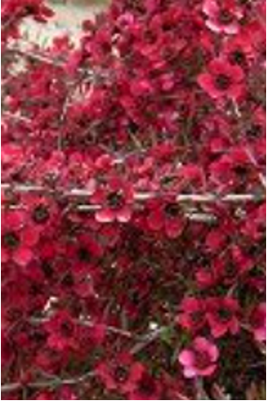Leptospermum scoparium 'Red Falls'