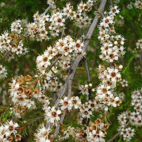 Leptospermum scoparium - manuka
