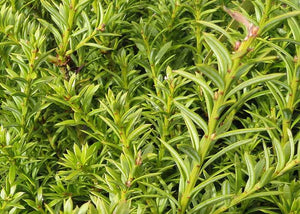 Podocarpus nivalis - Mountain totara