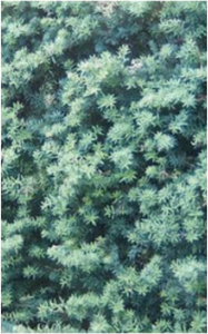 Podocarpus totara - Matapouri blue