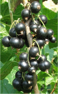 Ribes nigrum - black currant