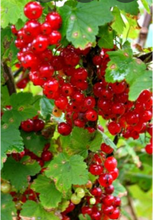 Load image into Gallery viewer, Ribes rubrum - red currant