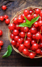 Load image into Gallery viewer, Ribes rubrum - red currant