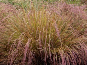Anemanthele lessoniana - gossamer grass