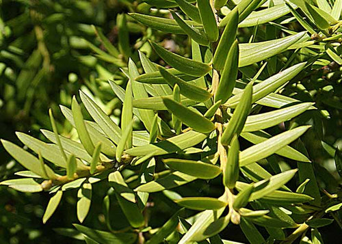 Podocarpus totara - totara