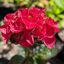 Load image into Gallery viewer, Hydrangea