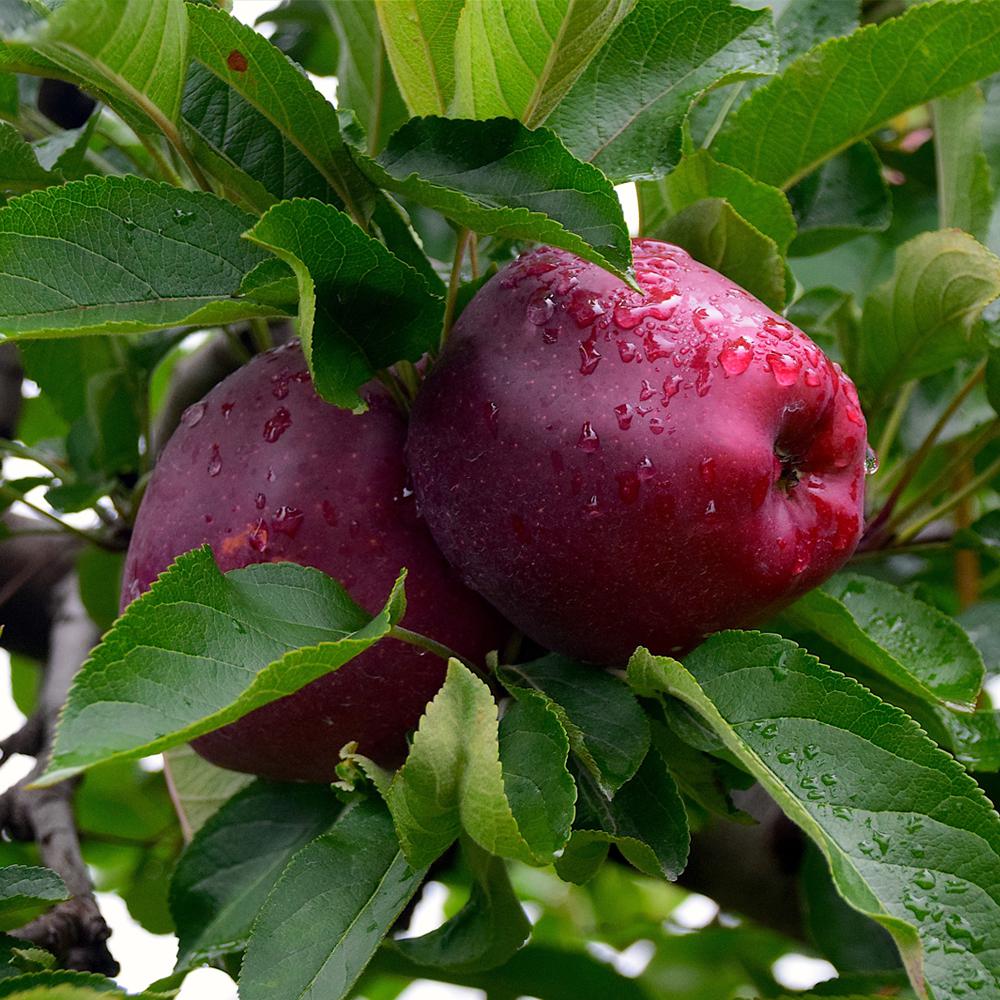 Buy NZ Red Delicious Apples Online