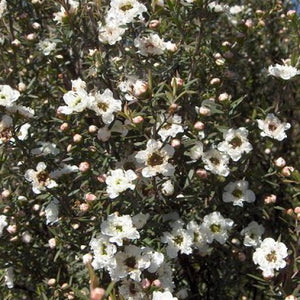 Leptospermum scoparium - manuka