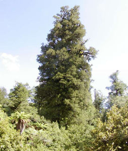 Dacrycarpus dacrydioides - Kahikatea