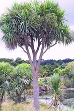 Load image into Gallery viewer, Cordyline australis - cabbage tree