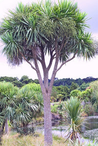 Cordyline australis - cabbage tree