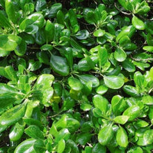 Load image into Gallery viewer, Coprosma repens - Taupata