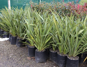 Phormium tenax - Harakeke flax