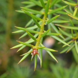 Podocarpus totara - totara