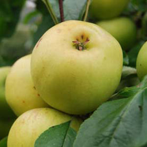 Apple 'Freyberg'
