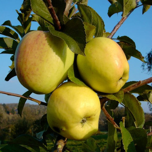 Apple 'Glockenapfel'